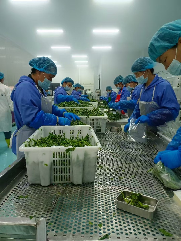 速凍香椿芽包裝生產(chǎn)中