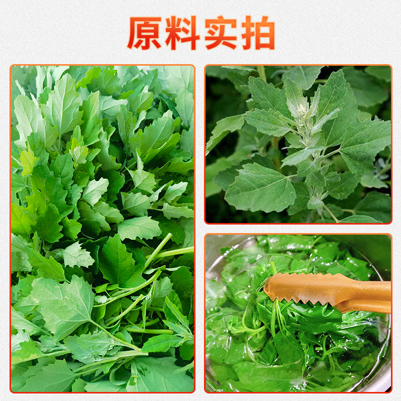 灰灰菜2.jpg