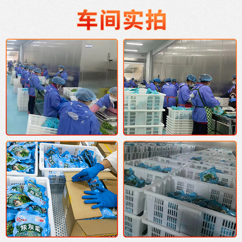 灰灰菜3.jpg